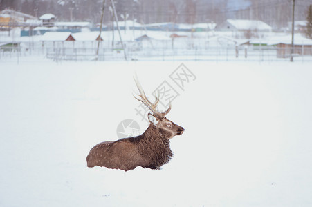 冬天说谎反刍动物诺贝尔西卡鹿塞伍斯尼普顿斑鹿躺在白底雪上图片