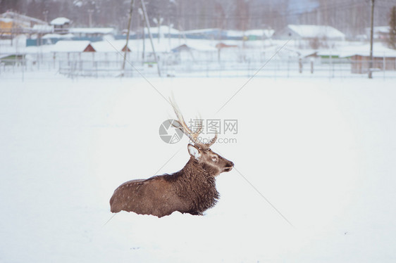 冬天说谎反刍动物诺贝尔西卡鹿塞伍斯尼普顿斑鹿躺在白底雪上图片