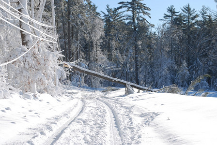 马萨诸塞州一种大树在暴风雪过后掉进路上电的图片