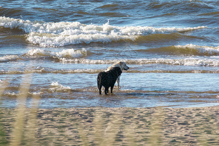 两只狗一黑白拉布多猎犬在阳光温暖的日子里在海边玩观看动物假期图片