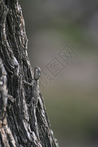 吠身体小蜥蜴站在树皮上规模图片
