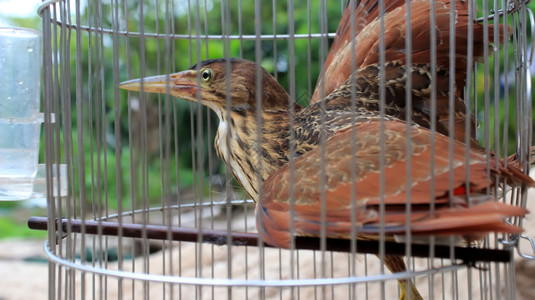 飞笼子里的褐禽类斯科普图片