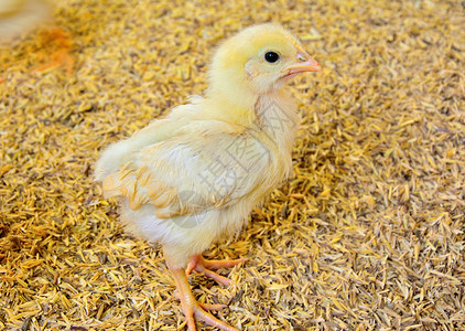 地面黄小鸡站在农场的地上宠物喙图片