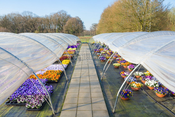 三色紫罗兰农业两座可塑的欧洲温室有直道和多姿彩的花边园艺图片