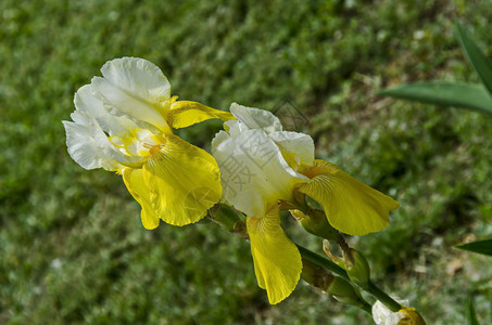 白色的花瓣植物学在保加利亚索非的春季盛开白和黄色花朵中呈现出变异的白和黄虹花朵图片