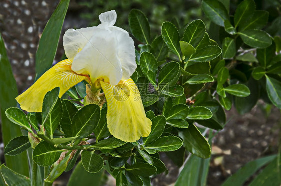 在保加利亚索非的春季盛开白和黄色花朵中呈现出变异的白和黄虹花朵植物群斑绽放图片