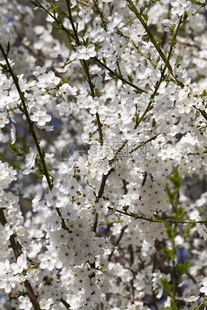 果树的花枝春季有白紧闭果树的园鲜花枝中树分支机构晴天时尚图片