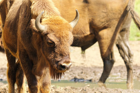棕色的欧洲野牛关闭BisonGoodsus脸森林图片