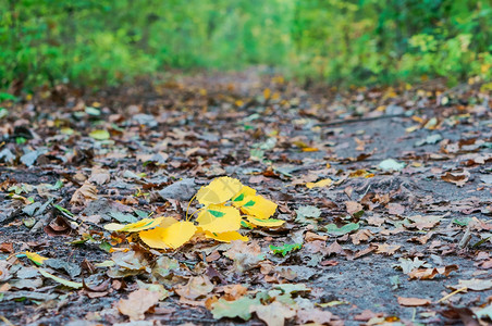 俄罗斯树木发黄变红的叶子秋天风景树木发黄和红叶子樱桃抽象图片