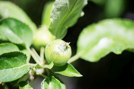 健康夏天可口树上的小绿苹果在花园里摘苹果图片