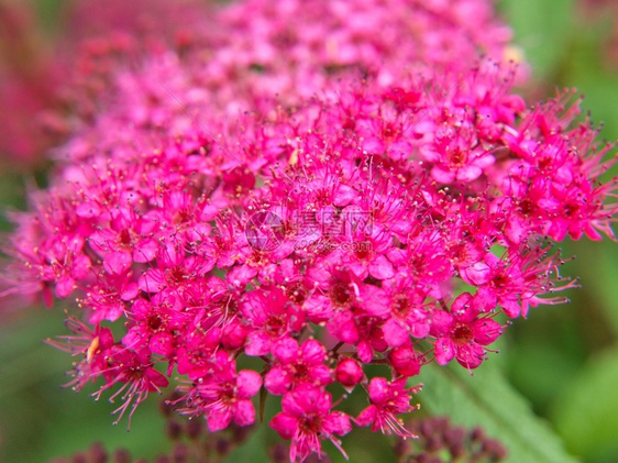 粉红色小花朵的紧贴向绿色隔离白的季节户外图片