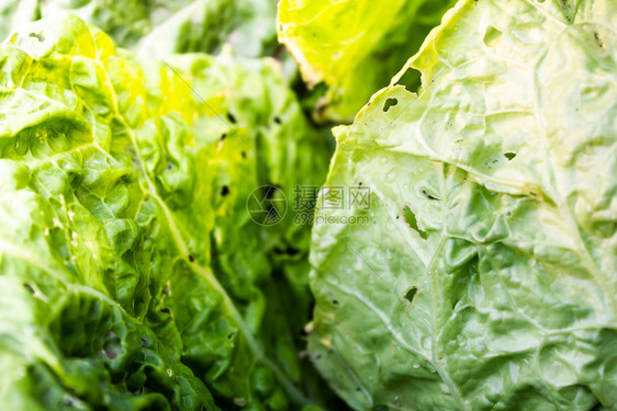 新鲜生长菜食品健康供素者吃沙拉图片