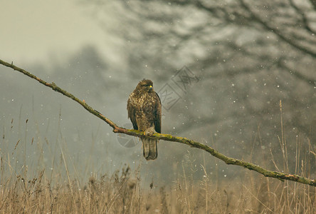 坐在波兰冬季风景的树枝旁Buzeobuteo常见的自然野生动物图片