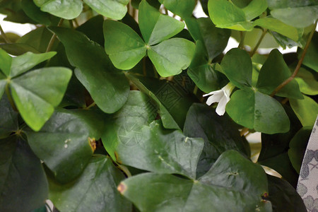 荒野新鲜的植物学Clover宏关闭背景细节图片