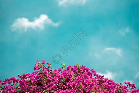 晴天热带紫色的在夏光明日阳晴朗的清空间中花朵与蓝天对立图片