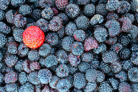 可口黑暗的色覆盆子上草莓黑覆盆子背景上的草莓图片
