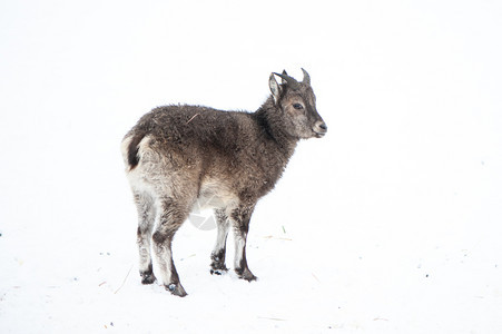 户外Dagestan巡视一只足蹄动物的婴儿肖像简介冬季背景山石头图片