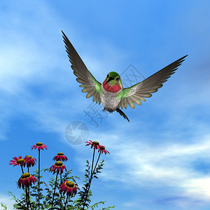 自然丰富多彩的红喉蜂鸟在阴天红色雏菊上飞翔3D渲染红喉蜂鸟渲染动物图片
