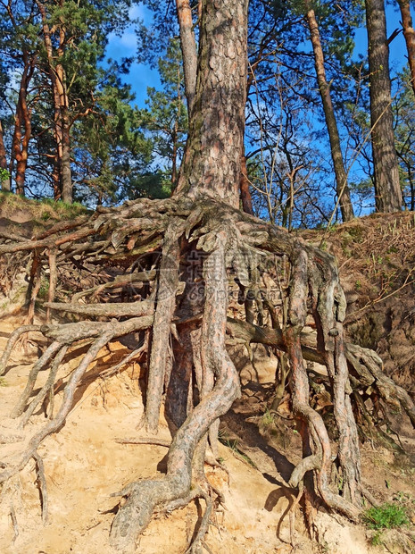 大根松树在森林里根生长在地面上大根松树在森林里户外针叶公园图片
