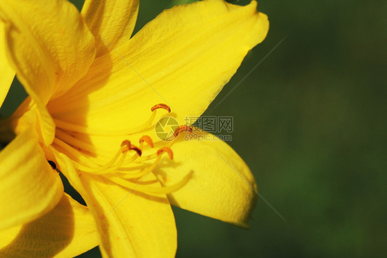 自然萱草赫梅罗卡丽丝利奥斯福底勒的花枝也称为莱蒙莉黄白利赫梅罗卡丽丝法拉瓦HemercocallisLiliasphodelus图片
