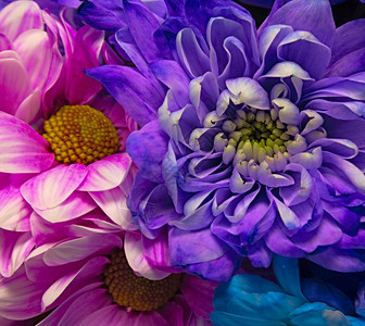 美丽多彩的花菊紧凑的巨集粉色丰富多彩礼物图片