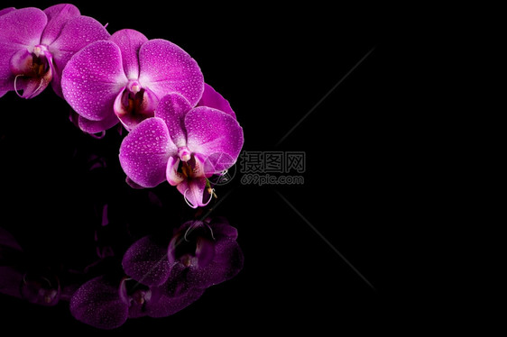 植物盛开浪漫红花粉色朵在黑背景上隔绝水滴反射图片