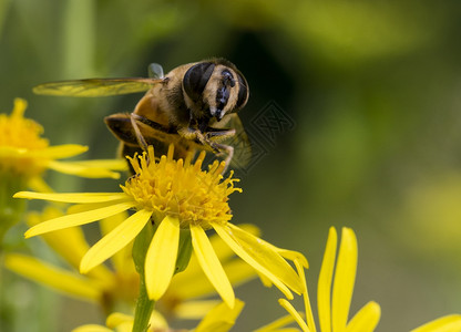 甘露天气动物群有蜜蜂昆虫的黄花寻找蜂蜜图片