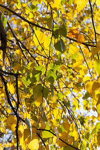 树叶金黄的树木图片