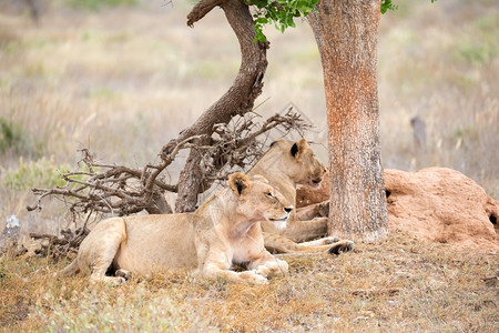 假期家庭野生动物一些狮子在树荫下休息两只狮子在树荫下休息图片