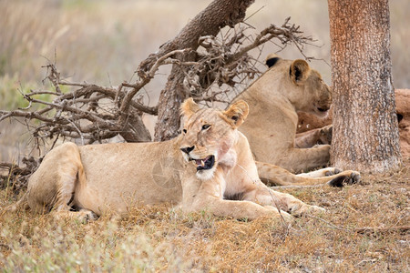 自然一些狮子在树荫下休息两只狮子在树荫下休息荒野一种图片