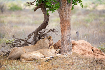 一些狮子在树荫下休息两只狮子在树荫下休息旅行预订马拉图片