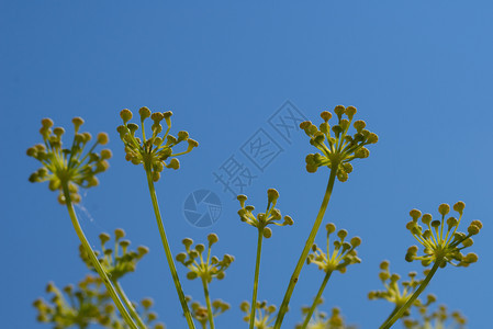 素食主义者植物学关闭在蓝天背景的茴香花关闭在天空背景的茴香花植物群图片