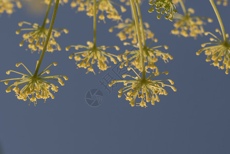 草本植物夏天关闭在蓝背景的茴香花关闭在天空背景的茴香花生长图片