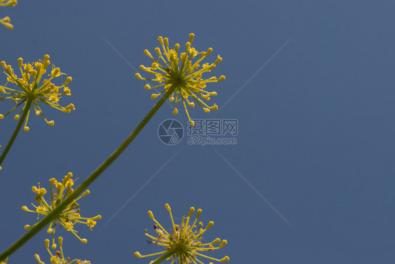 农业关闭在蓝天背景的茴香花关闭在天空背景的茴香花园味道图片