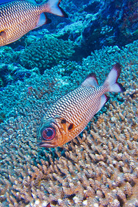 海洋动物学青铜士兵鱼Myripristisadusta北阿里环礁马尔代夫印度洋亚洲放松图片