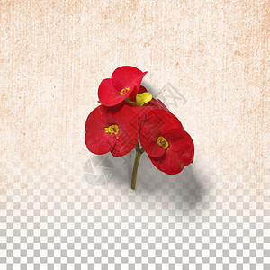 花园以透明背景为的孤立红花邀请色的图片