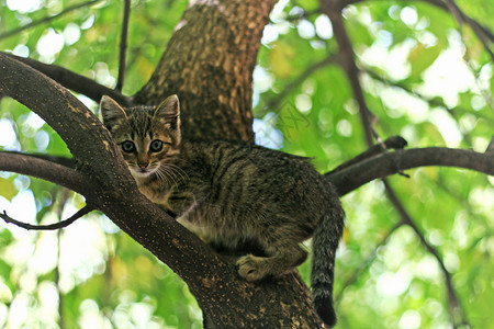 小猫咪爬上一棵树不能离开那里头发毛茸的攀登图片