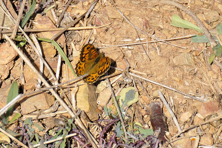 柳橙蝴蝶在地板上吃东西木头新鲜的田园诗般图片