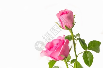 生活假期粉色的白背景上粉红玫瑰带有文字空间的图片