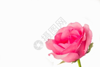 美丽内部的白色背景上粉红玫瑰带有文字空间的花束图片