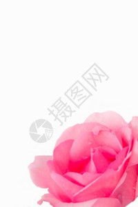 为了卡片白色背景上的粉红玫瑰带有文字空间的覆盖图片