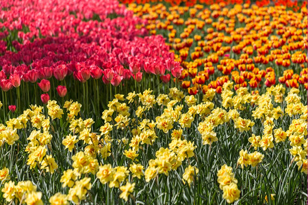 郁金香花田图片