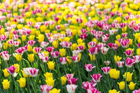 郁金香花田图片