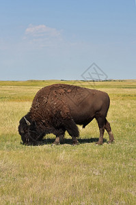 荒野范围美国人西部草原上有水牛的神奇风景在西边的草原上图片