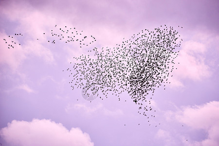 淡紫色秋天空中的鸟群墙纸美丽观看图片