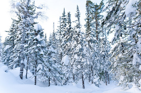 霜被雪覆盖的野林森冷静的加拿大图片