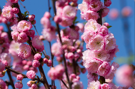 阳光明媚的日之树植物学花园粉彩图片