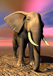 画非洲正面一头大象站在地上由日出大象3D制成图片