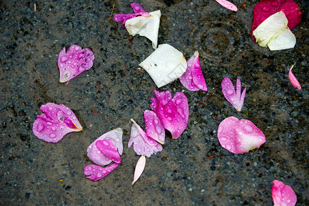 花店丰富多彩的浪漫婚礼后玫瑰在地上脱落图片