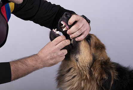 考试男人向德国牧羊犬张嘴一种诊所图片